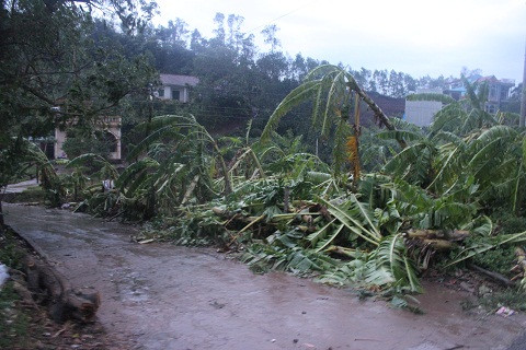Chuối bị bão đánh xác xơ