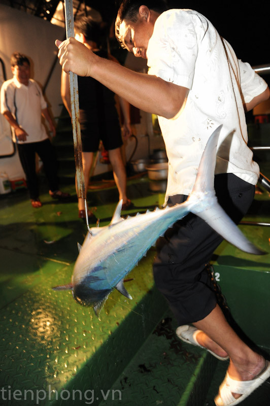 Một đêm có thể bắt được gần chục con cá như thế này. Một đêm có thể bắt được gần chục con cá như thế này