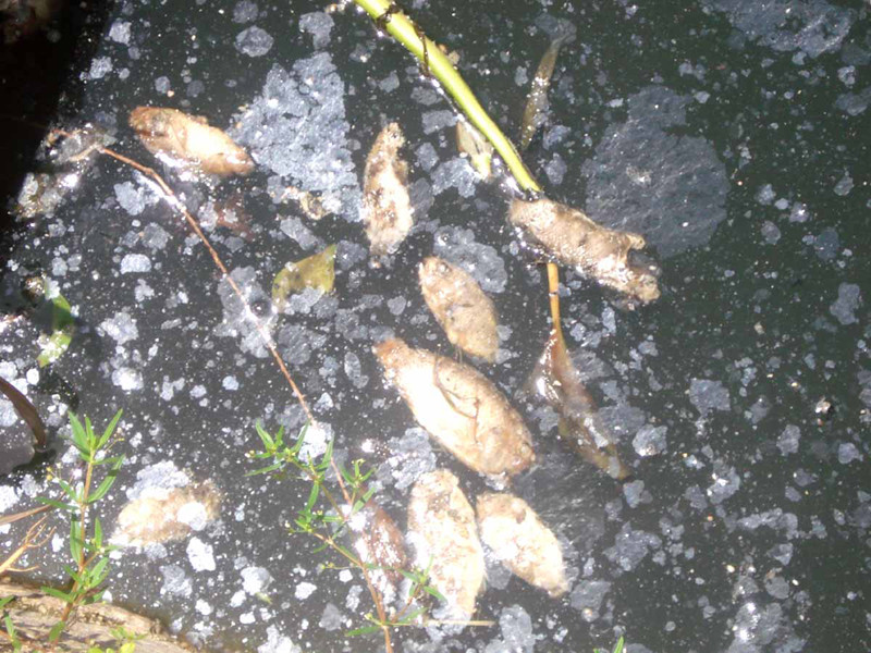 Cá chết hàng loạt gây ô nhiễm hồ Bàu Sen 