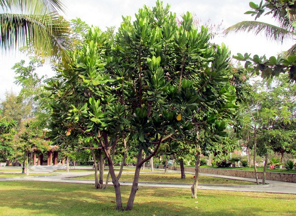 Hoa bàng vuông nở giữa Nha Trang ảnh 1