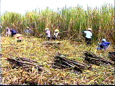 Ảnh: minh họa - Internet Ảnh: minh họa - Internet