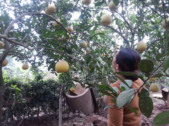 Sau mưa bão, người trồng bưởi canh cánh nỗi lo mất mùa. Ảnh: Phương Nhung. Sau mưa bão, người trồng bưởi canh cánh nỗi lo mất mùa. Ảnh: Phương Nhung