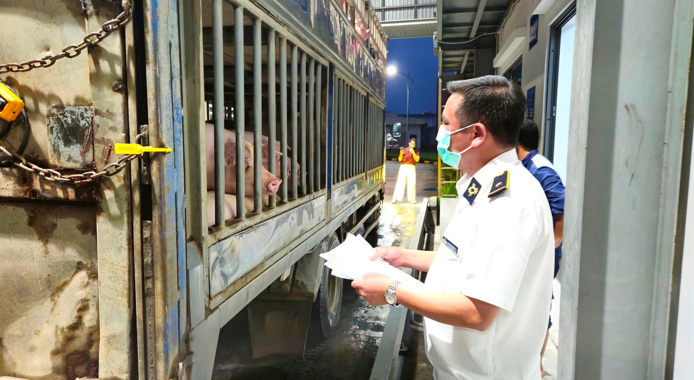 Đoàn liên ngành kiểm tra công tác giết mổ lợn tại Công ty cổ phần Chăn nuôi CP Việt Nam - Chi nhánh NM3, huyện Chương Mỹ (Ảnh: Ánh Dương) Đoàn liên ngành kiểm tra công tác giết mổ lợn tại Công ty cổ phần Chăn nuôi CP Việt Nam - Chi nhánh NM3, huyện Chương Mỹ (Ảnh: Ánh Dương)