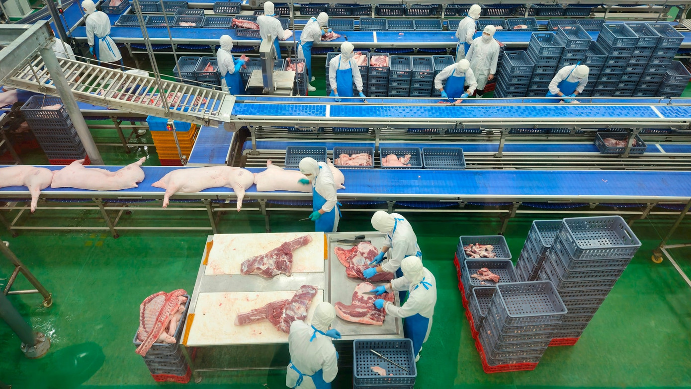 Công nhân Công ty cổ phần Chăn nuôi CP Việt Nam - Chi nhánh NM3 thực hiện giết mổ lợn (Ảnh: Ánh Dương) Công nhân Công ty cổ phần Chăn nuôi CP Việt Nam - Chi nhánh NM3 thực hiện giết mổ lợn (Ảnh: Ánh Dương)