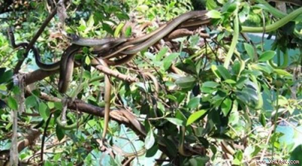 Rắn lục đuôi đỏ.