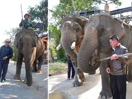 Ông Đàng Năng Long tích cực ghép đôi cho voi trong 5 năm qua