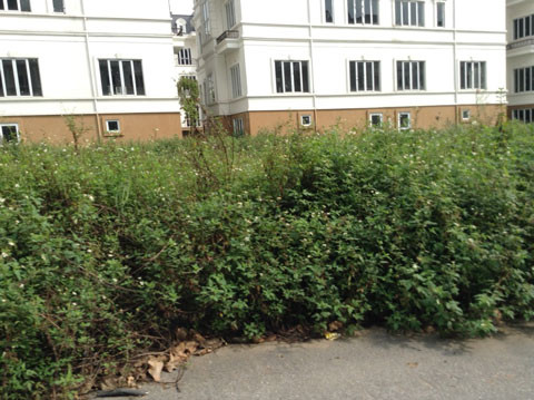 Điện nước đều đã hoạt động nhưng không ai chịu tới ở