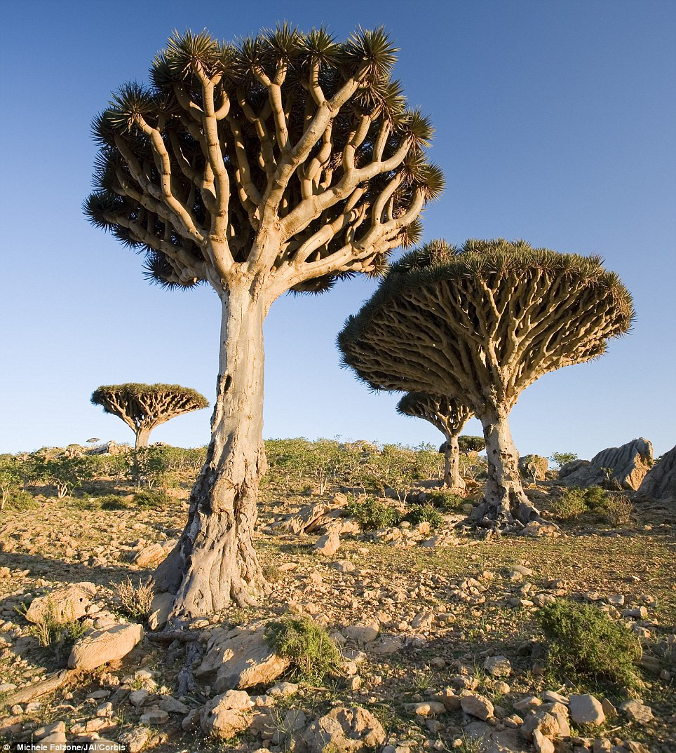 Những cây “máu rồng” mọc trên cao nguyên Homil, Socotra, Yemen