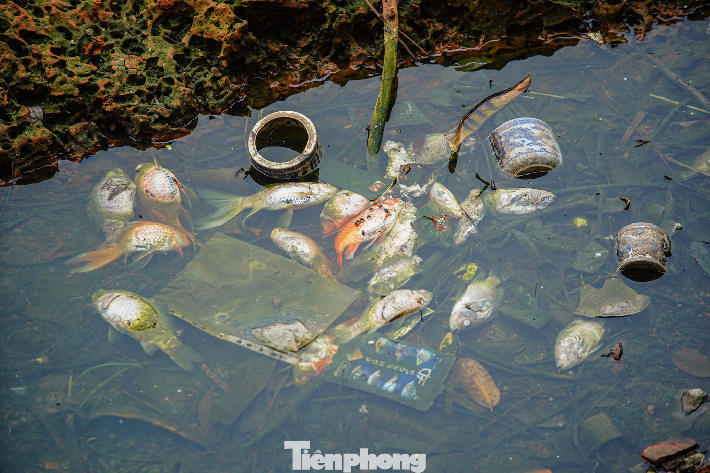 Người dân xung quanh cho biết, trong quá trình hút nước thì phần nước còn ít mà trong hồ còn nhiều cá, khi nạo vét thì phần bùn ở dưới đẩy lên khiến cá không có oxy để thở.