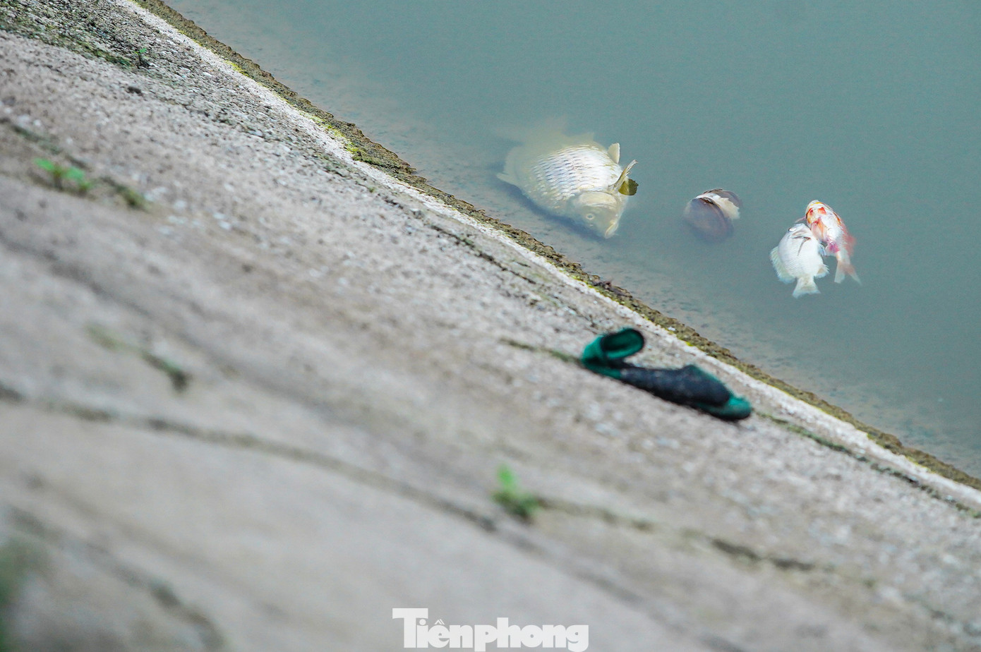 Cá chết nổi trên mặt hồ nước điều hòa trong công viên Cầu Giấy.