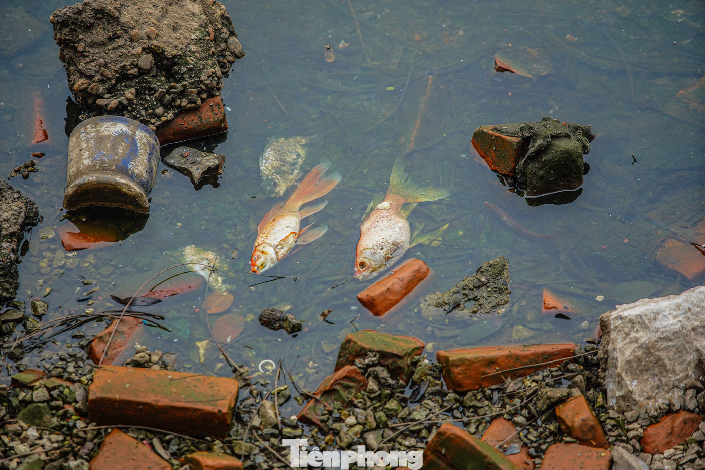 Người dân xung quanh cho biết, trong quá trình hút nước thì phần nước còn ít mà trong hồ còn nhiều cá, khi nạo vét thì phần bùn ở dưới đẩy lên khiến cá không có oxy để thở.