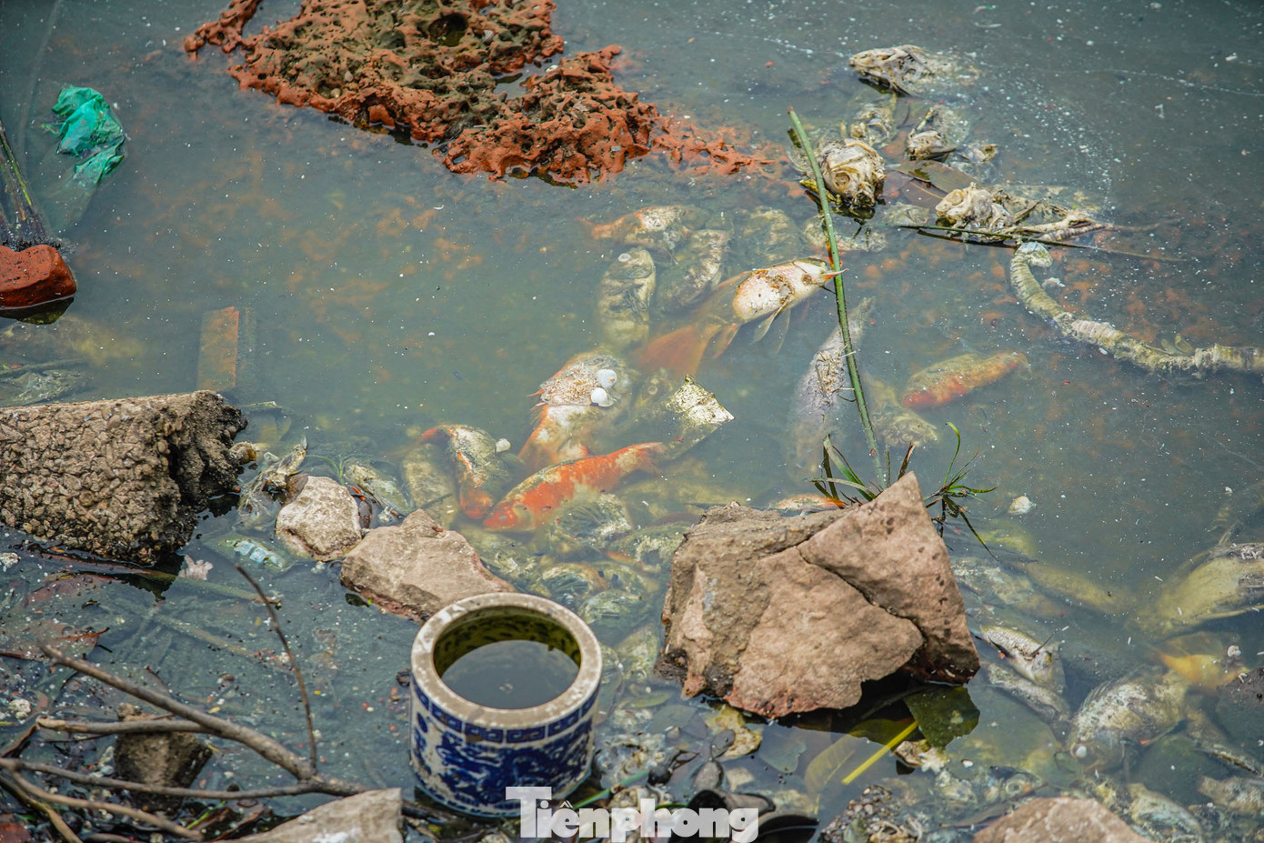 Cá chết hàng loạt xuất hiện bên mặt hồ nước điều hòa trong quá trình hút cạn.