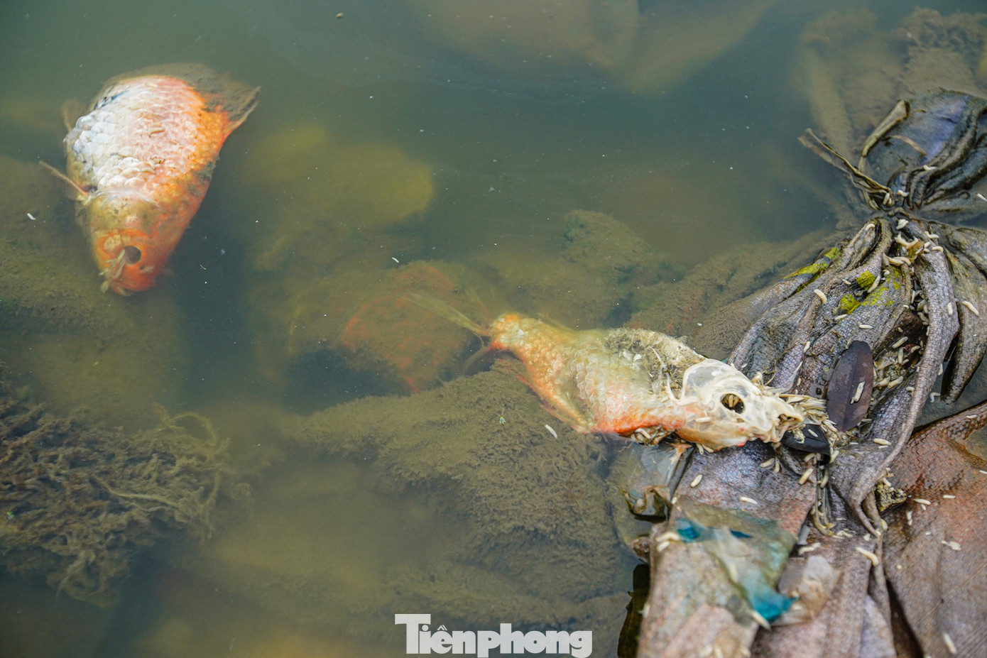Cá chết hàng loạt xuất hiện bên mặt hồ nước điều hòa trong quá trình hút cạn.