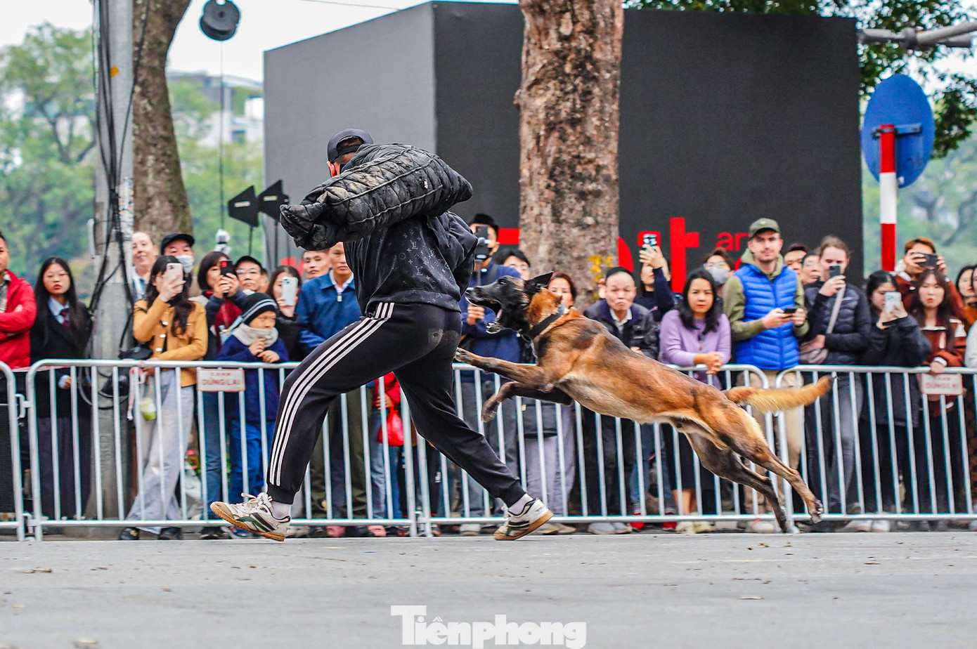 Những màn dũng mãnh tấn công tội phạm của cảnh khuyển khiến người xem mãn nhãn.