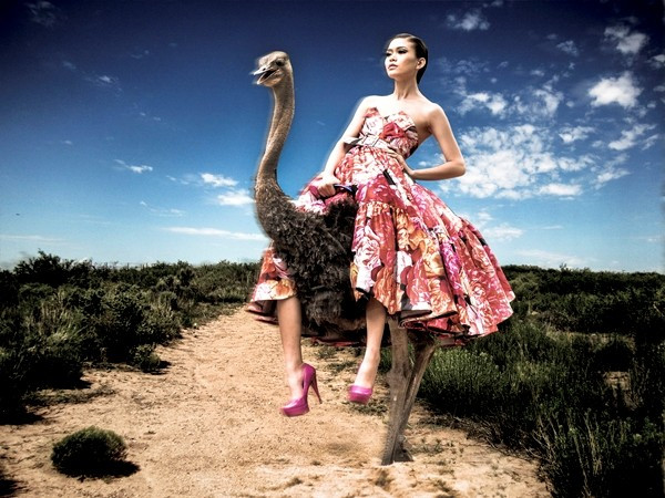 Mâu Thanh Thủy tiếp tục ghi điểm ở phần thi chụp ảnh cùng đà điểu, tuy nhiên, theo BGK, phần thi này cô biểu đạt cảm xúc gương mặt tốt nhưng cách tạo dáng chưa thực sự đẹp Bài viết: http://news.zing.vn/Hanh-trinh-lot-xac-an-tuong-cua-quan-quan-Mau-Thanh-Thuy-post379718.html#category Nguồn Zing News 