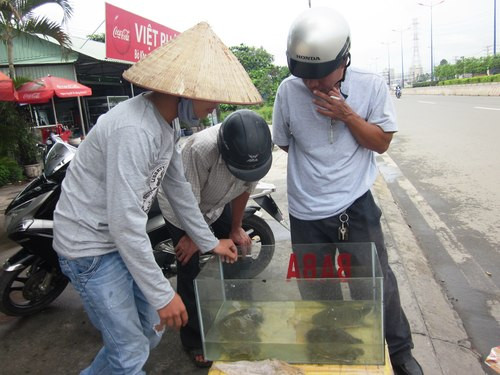 Chỉ xuất hiện trên đường phố 2 tuần trở lại đây nhưng ba ba được rất nhiều dân nhậu ưa chuộng. Ảnh:Hồng Châu