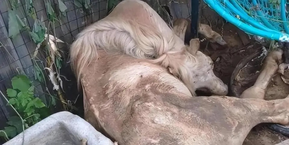 Chú ngựa Bạch Long Mã theo chân đoàn phim suốt 6 năm, nhưng sau đó bị bỏ rơi. Chú ngựa Bạch Long Mã theo chân đoàn phim suốt 6 năm, nhưng sau đó bị bỏ rơi.