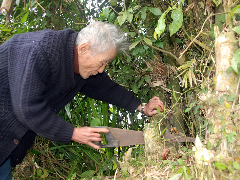 Người dân xã Sơn Bình quen thuộc với hình ảnh cụ Mưu hằng ngày cầm chiếc cưa tay chui lủi trong các bụi tre trong làng. Nhiều lần chui lủi trong bụi tre cụ bị trẻ con trong làng tưởng quái vật la hét om xòm. Khi mọi người kéo nhau đến mới tá hoả quái vật kia là cụ Mưu Rồng tre. 