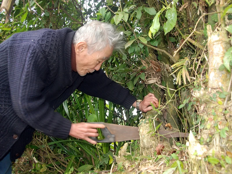 Người dân xã Sơn Bình quen thuộc với hình ảnh cụ Mưu hằng ngày cầm chiếc cưa tay chui lủi trong các bụi tre trong làng. Nhiều lần chui lủi trong bụi tre cụ bị trẻ con trong làng tưởng quái vật la hét om xòm. Khi mọi người kéo nhau đến mới tá hoả quái vật kia là cụ Mưu Rồng tre. 