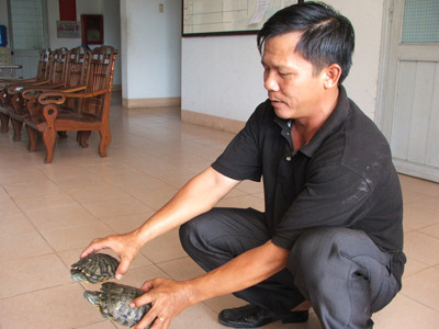  Ông Nguyễn Thanh Hùng, người dân ở xã Hòa Bình 1 (huyện Tây Hòa) nộp rùa tai đỏ cho các cơ quan chức năng Ảnh: Văn Tài