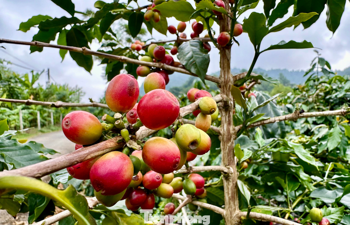 Cà phê Mường Ảng chín rộ vào đầu tháng 10/2024.