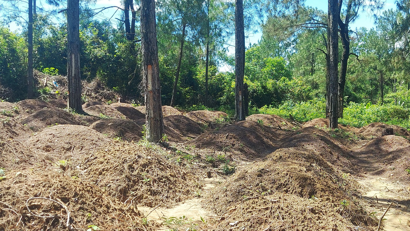 Có hơn 120 nấm đất tạo mộ giả (mộ gió) được vun đắp, tạo lập dưới tán rừng thông để chờ đền bù giải tỏa mặt bằng từ dự án Khu đô thị sinh thái Nam Đông Hà (thành phố Đông Hà, tỉnh Quảng Trị).