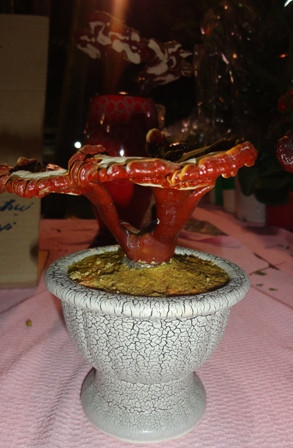 Một chậu nấm linh chi nhỏ nhắn chỉ có 150.000 đồng