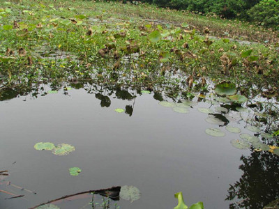 Ao thu lạnh lẽo. Ao thu lạnh lẽo