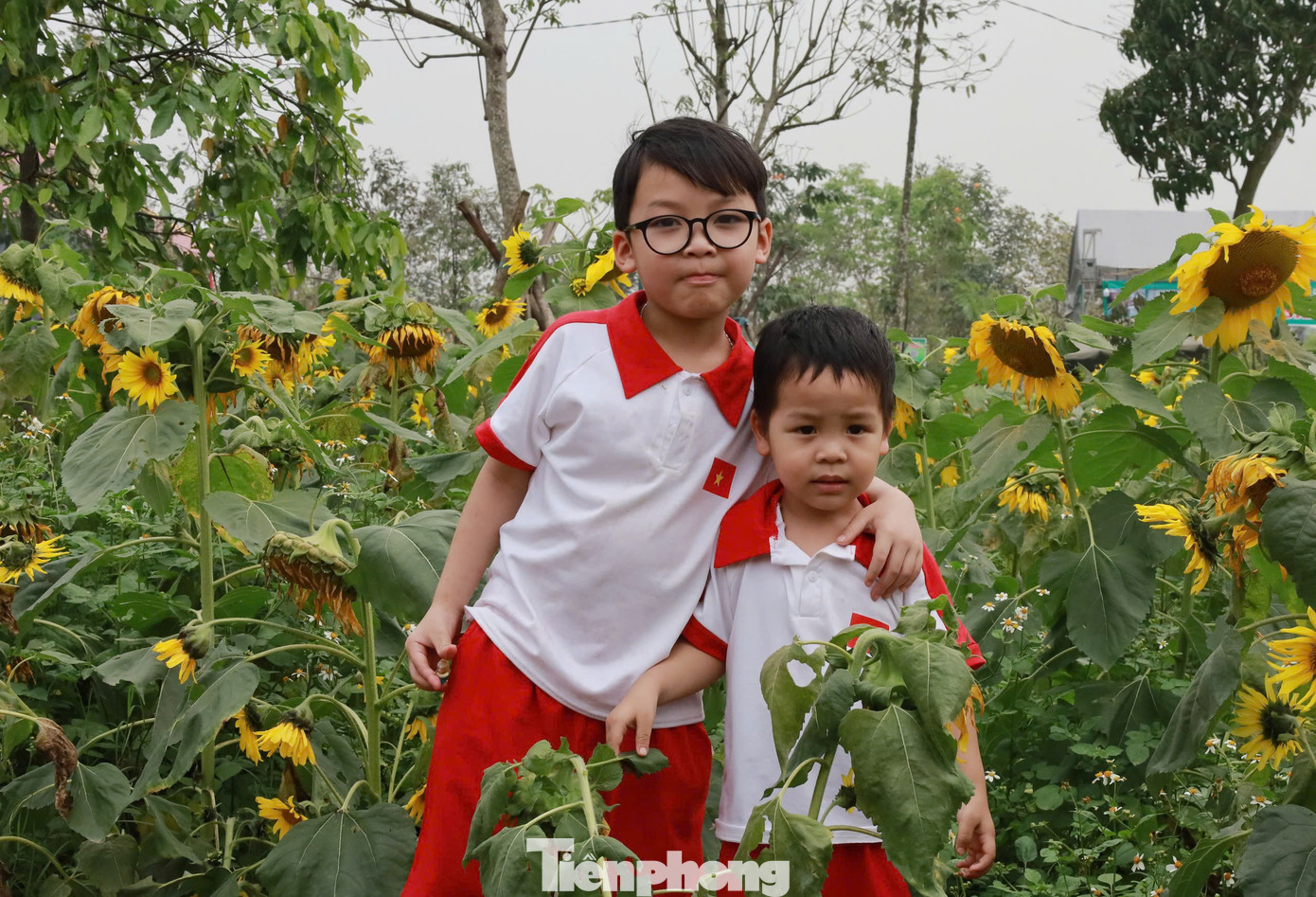 Người dân, đặc biệt trẻ em thích thú với vườn hoa hướng dương.