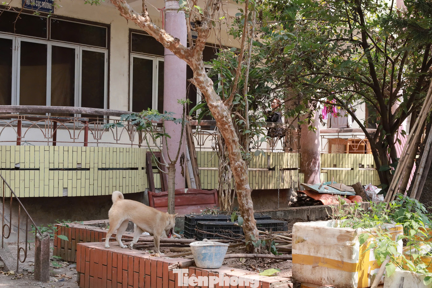 Lãnh đạo UBND phường Phương Lâm, TP. Hòa Bình cho biết, trụ sở này hiện thuộc quyền quản lý của Sở Nông nghiệp và Môi trường Hòa Bình. Sau khi các phòng ban chức năng chuyển sang nơi làm việc mới, nơi đây bị bỏ hoang trong thời gian dài.
