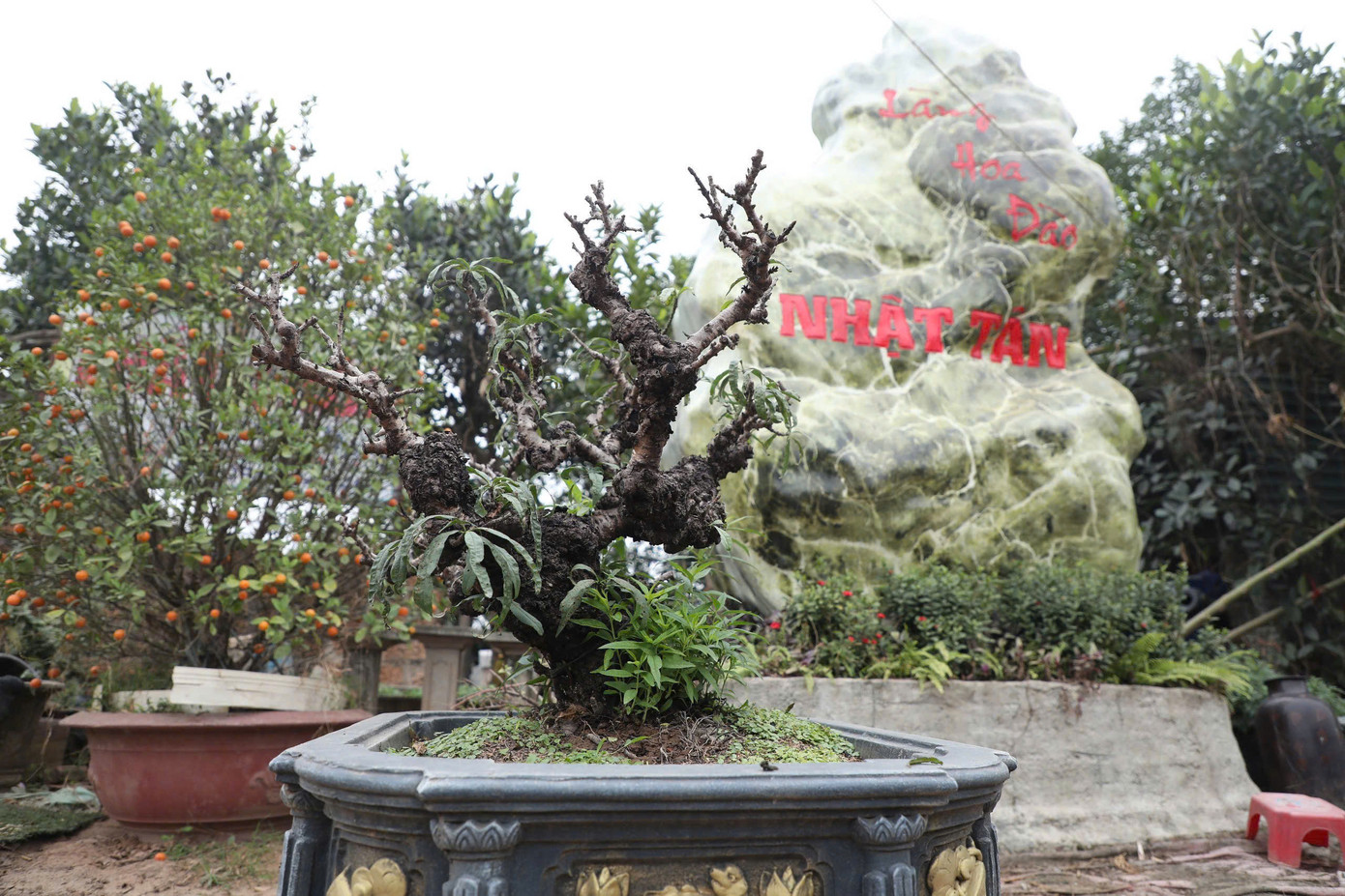 Dọc theo con đường làng đào Nhật Tân, những vườn đào hiện ra với sắc xanh của lá, điểm xuyết là những nụ hoa nhỏ xíu vừa hé, tràn đầy sức sống. Giữa hàng chục giống đào ở làng Nhật Tân, đào Thất thốn luôn nổi bật với vẻ đẹp độc đáo, quý phái và hiếm có. Không giống với đào rừng, đào bích hay đào phai, đào Thất thốn còn được gọi là "đào tiến vua", là một trong những giống đào đặc biệt nhất của làng đào Nhật Tân.