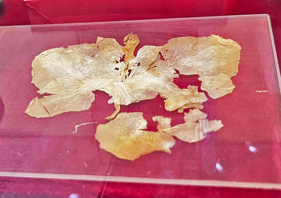 Những cánh hoa lay ơn Bác Hồ tặng chị Quyên - vợ anh Nguyễn Văn Trỗi năm 1969.