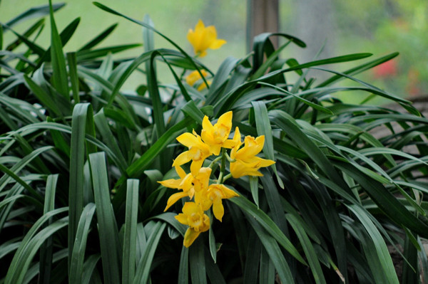 Lạc lối giữa ngàn hoa Tuy-lip tại Vinpearl Land Nha Trang ảnh 8