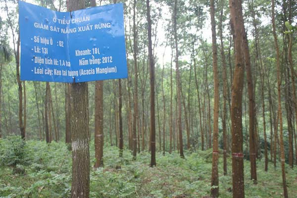 Tuyên Quang: Tăng thu nhập cho người dân từ rừng trồng liên kết ảnh 2