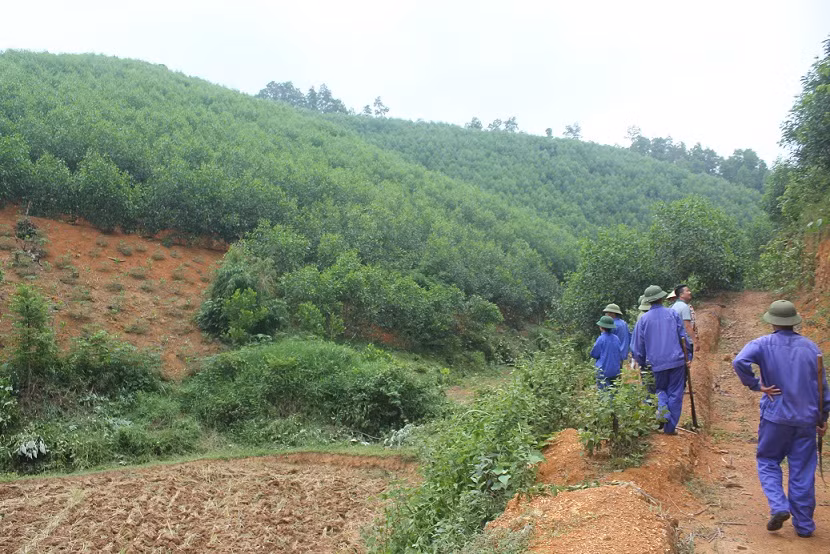 Tuyên Quang: Tăng thu nhập cho người dân từ rừng trồng liên kết ảnh 1