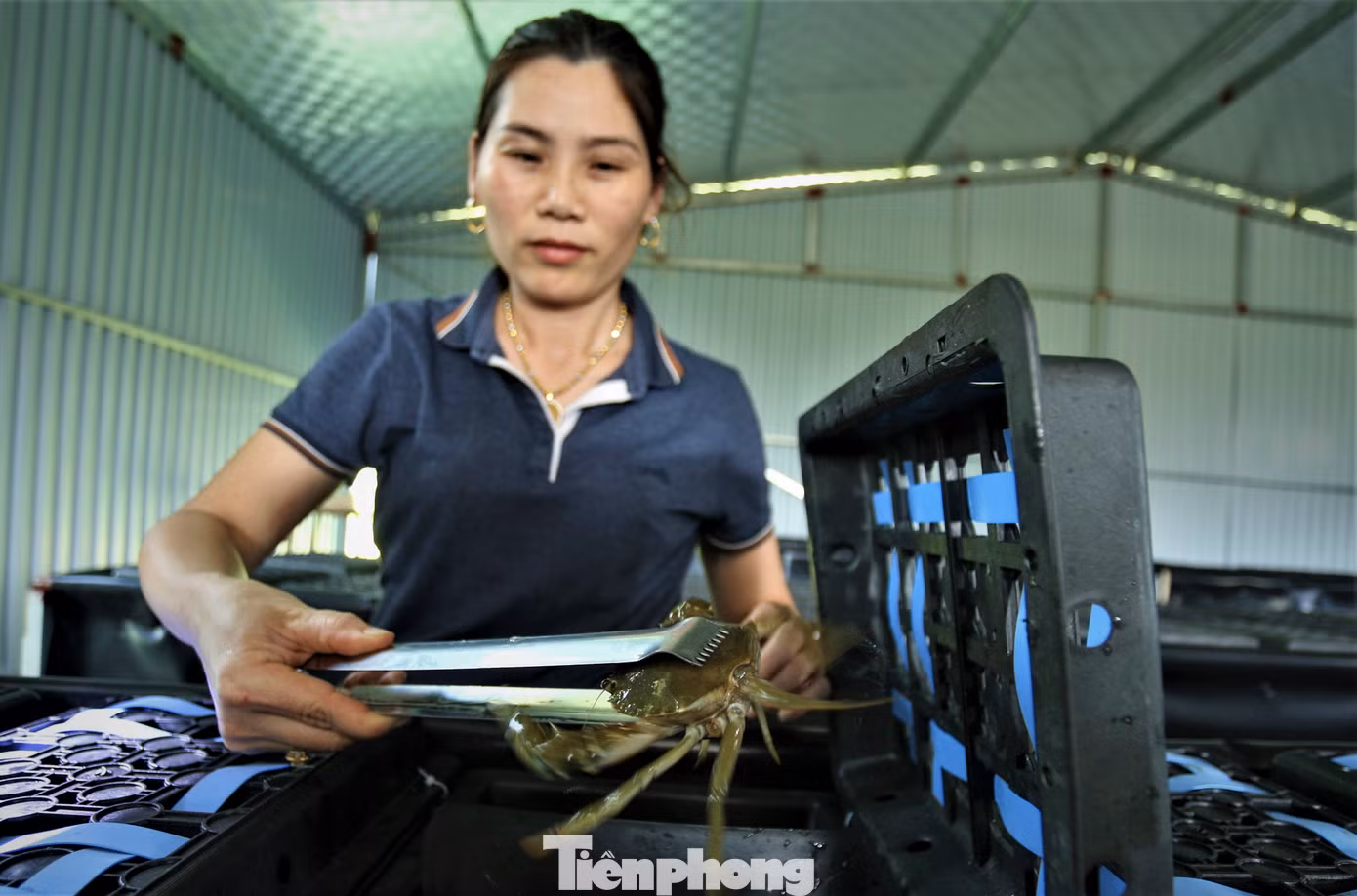 "Hộp nhựa nuôi cua có hình chữ nhật, dài 40cm, rộng 22cm, cao 30cm và chia làm 2 ngăn để nuôi 2 con cua. Cua rất ít vận động và có đặc tính ăn thịt lẫn nhau nên phải nuôi tách để đảm bảo chế độ ăn cũng như an toàn cho từng con”, chị Phan Thị Lý, chia sẻ.