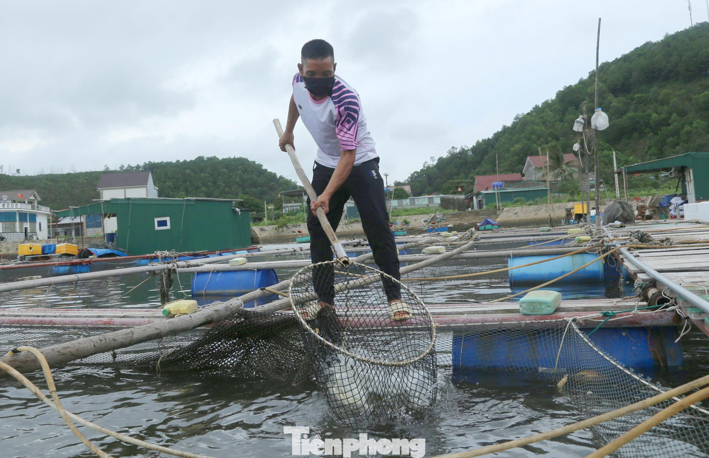 Hơn 1,5 tấn cá đã "quá lứa" 1 năm nay vẫn chưa bán được buộc anh Thế Anh phải cắt giảm thức ăn của cá để cầm cự chờ hết dịch Hơn 1,5 tấn cá đã "quá lứa" 1 năm nay vẫn chưa bán được buộc anh Thế Anh phải cắt giảm thức ăn của cá để cầm cự chờ hết dịch