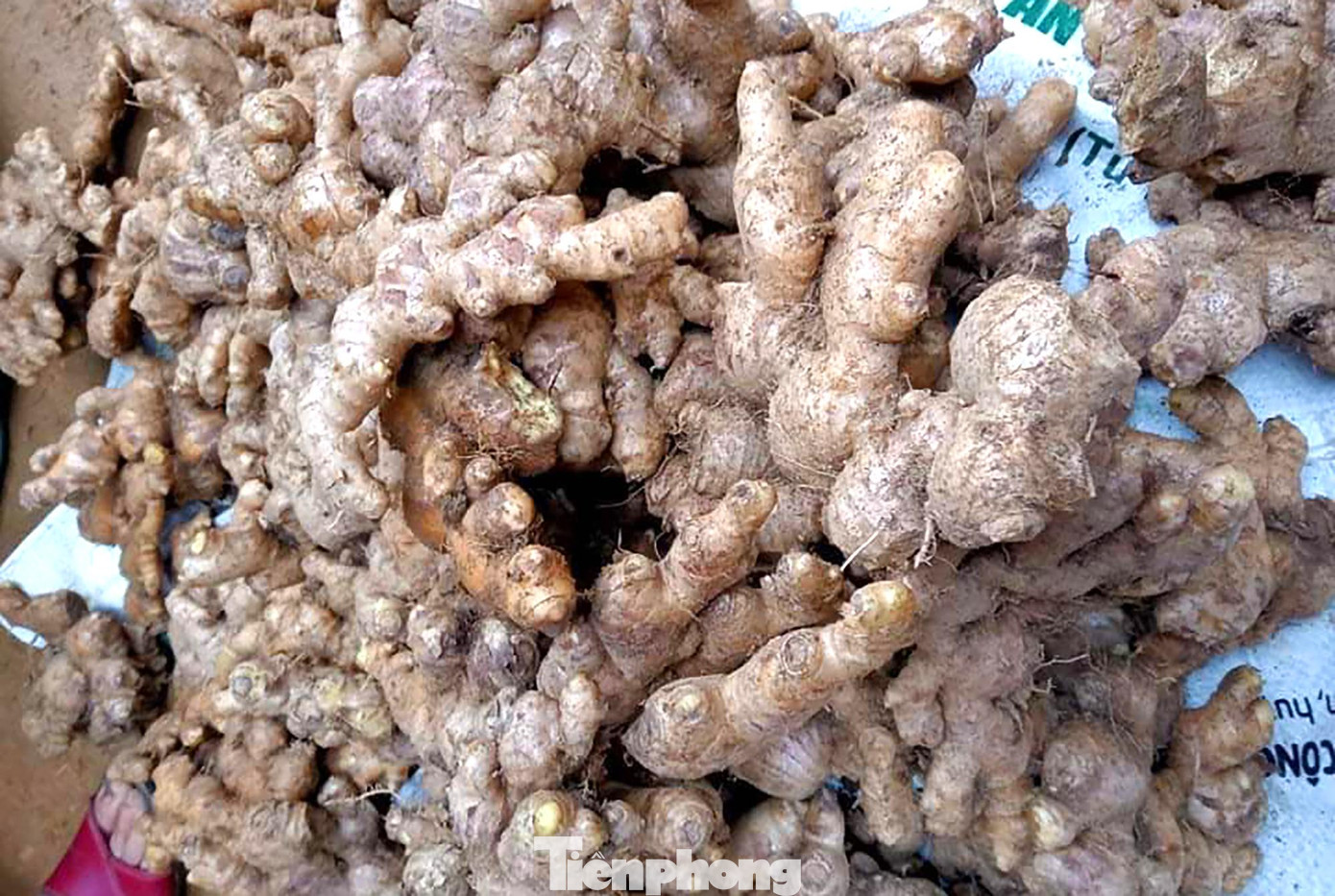 Gừng Kỳ Sơn từ lâu là cây trồng đặc sản của bà con người Mông, nơi vùng giáp biên. Ở thời điểm đầu năm 2021, mỗi kg gừng có giá 25.000 đồng. Tính ra, 1ha gừng thu về chừng 300 triệu đồng. Bởi thế, cây gừng đã trở thành cây xóa nghèo, rồi cây làm giàu cho nhiều người dân địa phương. Gừng Kỳ Sơn từ lâu là cây trồng đặc sản của bà con người Mông, nơi vùng giáp biên. Ở thời điểm đầu năm 2021, mỗi kg gừng có giá 25.000 đồng. Tính ra, 1ha gừng thu về chừng 300 triệu đồng. Bởi thế, cây gừng đã trở thành cây xóa nghèo, rồi cây làm giàu cho nhiều người dân địa phương.