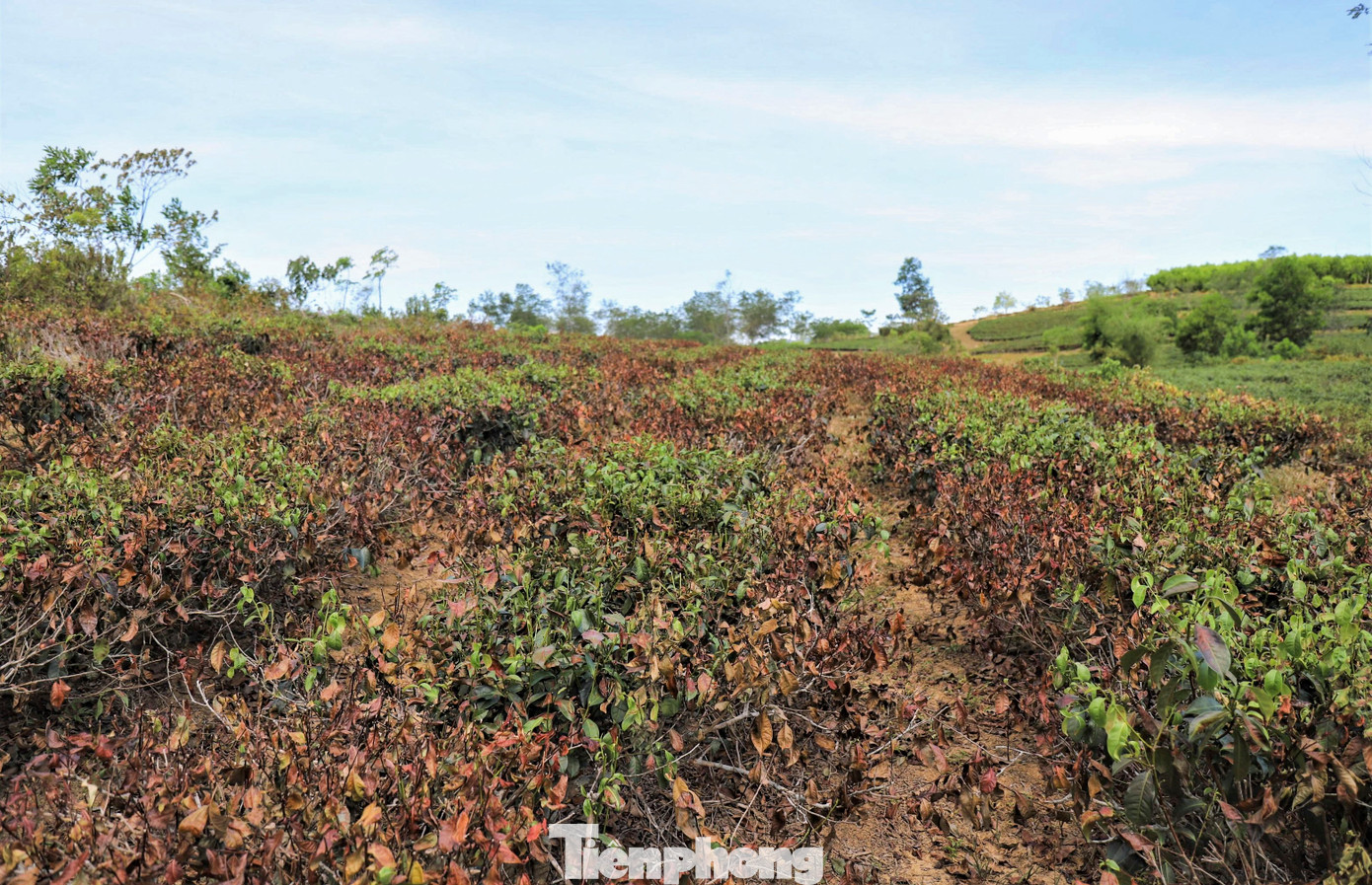 Nắng nóng khiến nhiều ha chè đã khô héo, cháy sém, lá rụng đầy gốc. Người dân địa phương cho biết những diện tích này thuộc sự quản lý của Xí nghiệp chè 20/4, người dân được xí nghiệp giao đất, hỗ trợ vốn. Khi thu hoạch chè sẽ được bán lại cho đơn vị với giá khoảng 6-7 triệu đồng/tấn.