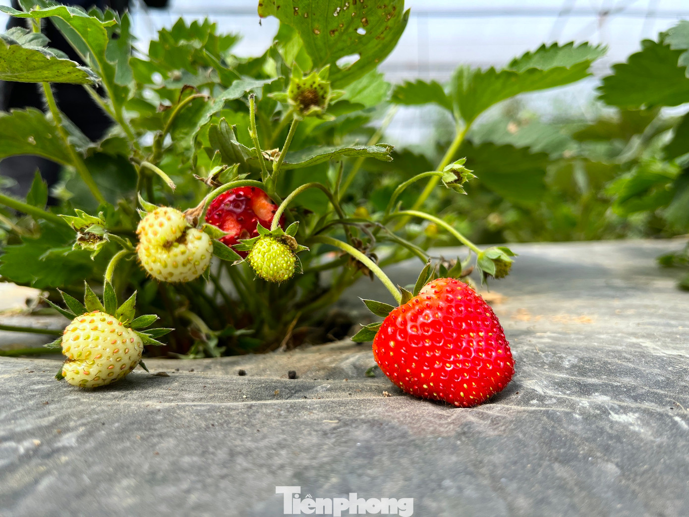 Ra Tết, diện tích cà chua bi và dâu tây đã bắt đầu chín. Hiện tại những giàn cà chua trĩu quả, chín đều, dâu tây cũng đã cho thu hoạch với số lượng lớn. Trung bình mỗi gốc cà chua bi cho thu hoạch 3-4kg và thu hoạch kéo dài trong 3 tháng.