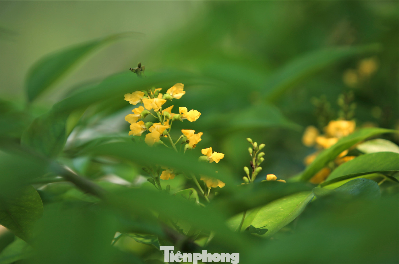 Những cánh hoa vàng rực xen giữa kẽ lá xanh.