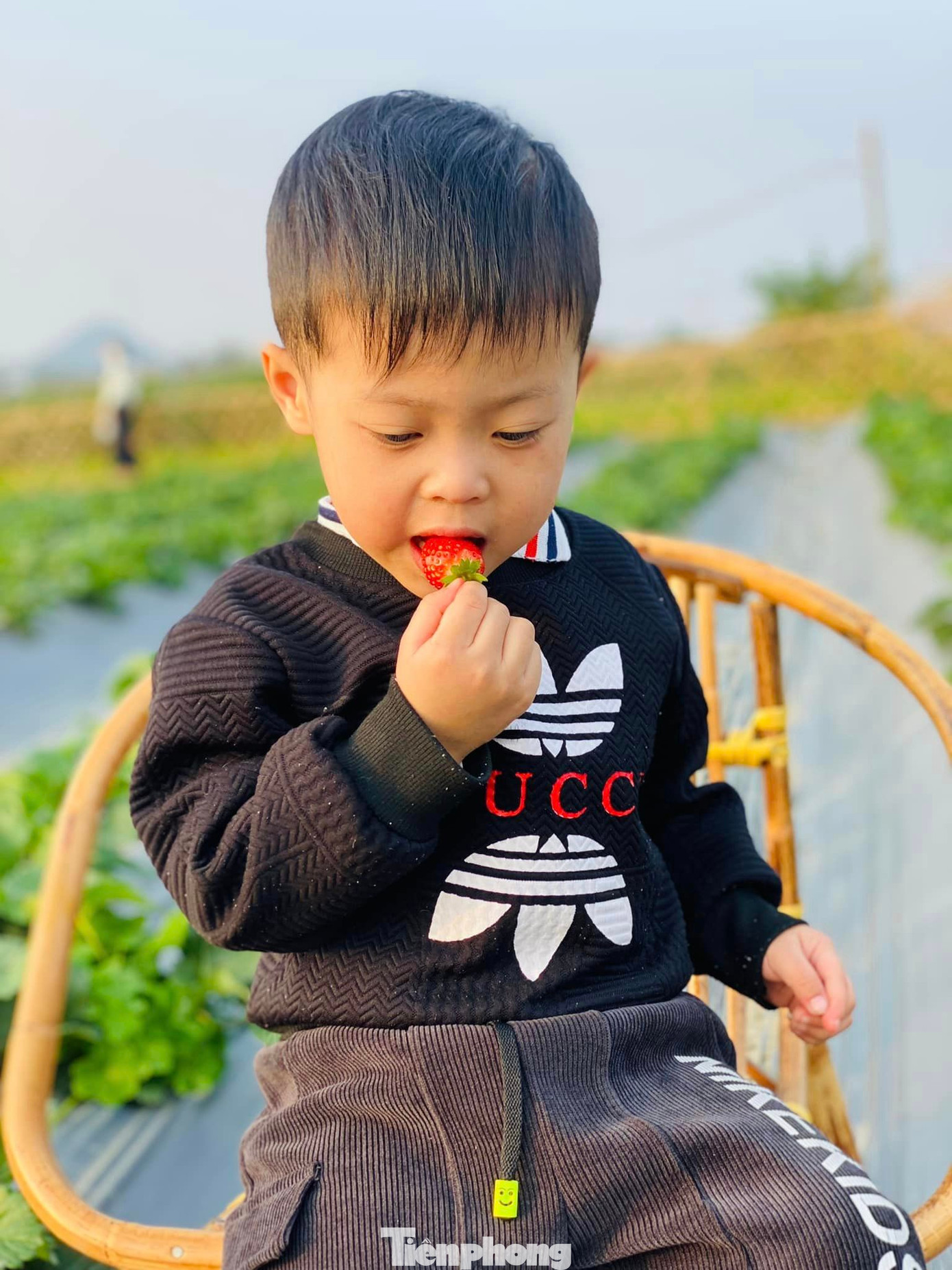 Nhiều em bé được các gia đình đưa đi trải nghiệm hái dâu ăn ngay tại vườn.