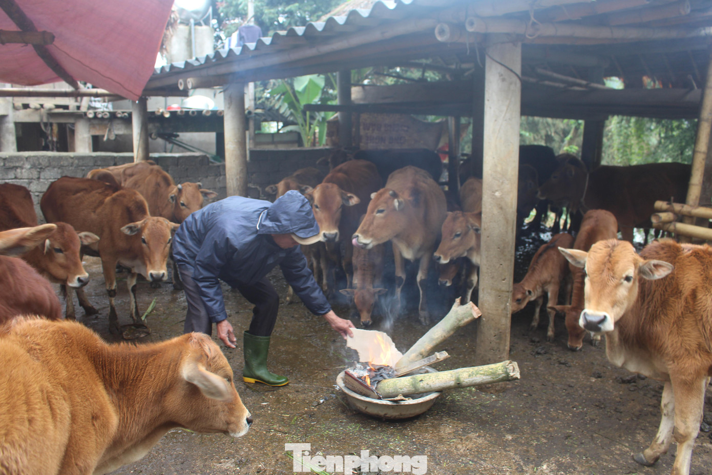 Thường trực Hội Nông dân tỉnh Nghệ An khuyến cáo, những ngày rét đậm, rét hại dưới 10 độ C thì không chăn thả mà nhốt vật nuôi trong chuồng để tiện chăm sóc, sưởi ấm vật nuôi bằng đốt củi và bếp than để sưởi. Khi đốt lửa sưởi ấm phải có đường ống dẫn khói thải ra ngoài chuồng, tránh hiện tượng ngạt, ngộ độc vật nuôi…