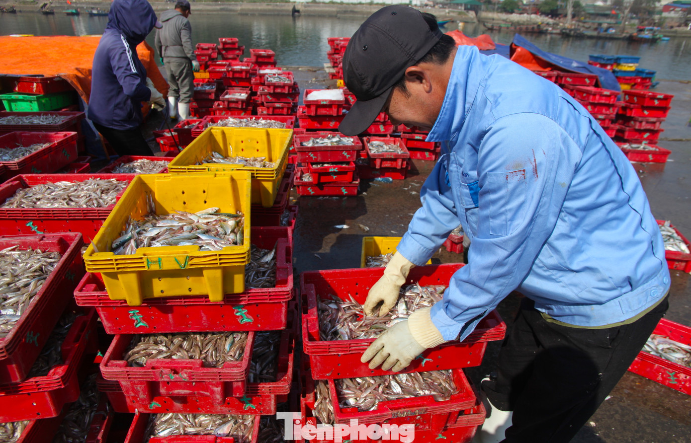 Anh Trần Văn Trung (46 tuổi, trú phường Nghi Thủy) chia sẻ: "Khoảng 5 giờ sáng là tàu vào. Chúng tôi đến cảng nhận nhiệm vụ đưa cá lên, phân loại cá ra từng khay nhựa. Cân các khay cho đủ cân nặng rồi vận chuyển lên xe tải đi ra khỏi cảng là hết nhiệm vụ. Công việc khá vất vả nhưng thu nhập cũng ổn". Anh Trần Văn Trung (46 tuổi, trú phường Nghi Thủy) chia sẻ: "Khoảng 5 giờ sáng là tàu vào. Chúng tôi đến cảng nhận nhiệm vụ đưa cá lên, phân loại cá ra từng khay nhựa. Cân các khay cho đủ cân nặng rồi vận chuyển lên xe tải đi ra khỏi cảng là hết nhiệm vụ. Công việc khá vất vả nhưng thu nhập cũng ổn".