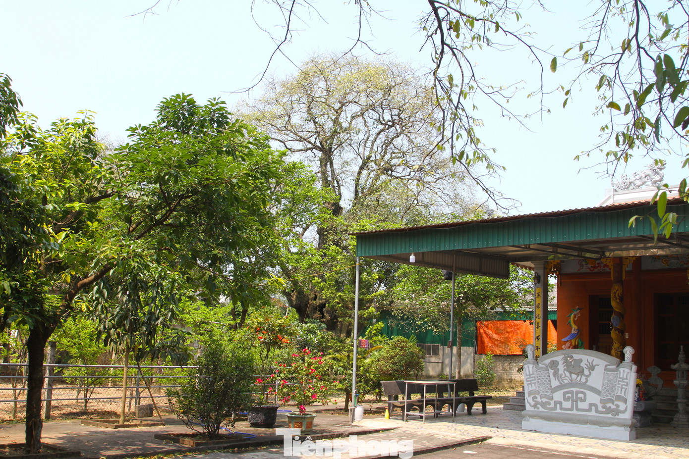 Năm cây thị cổ mọc trong khuôn viên vườn nhà ông Lê Thanh Hà (SN 1952, trú tại xóm 1, xã Nghi Thịnh, Nghi Lộc, Nghệ An). Nơi đây cũng là khuôn viên nhà thờ họ tộc họ Lê.