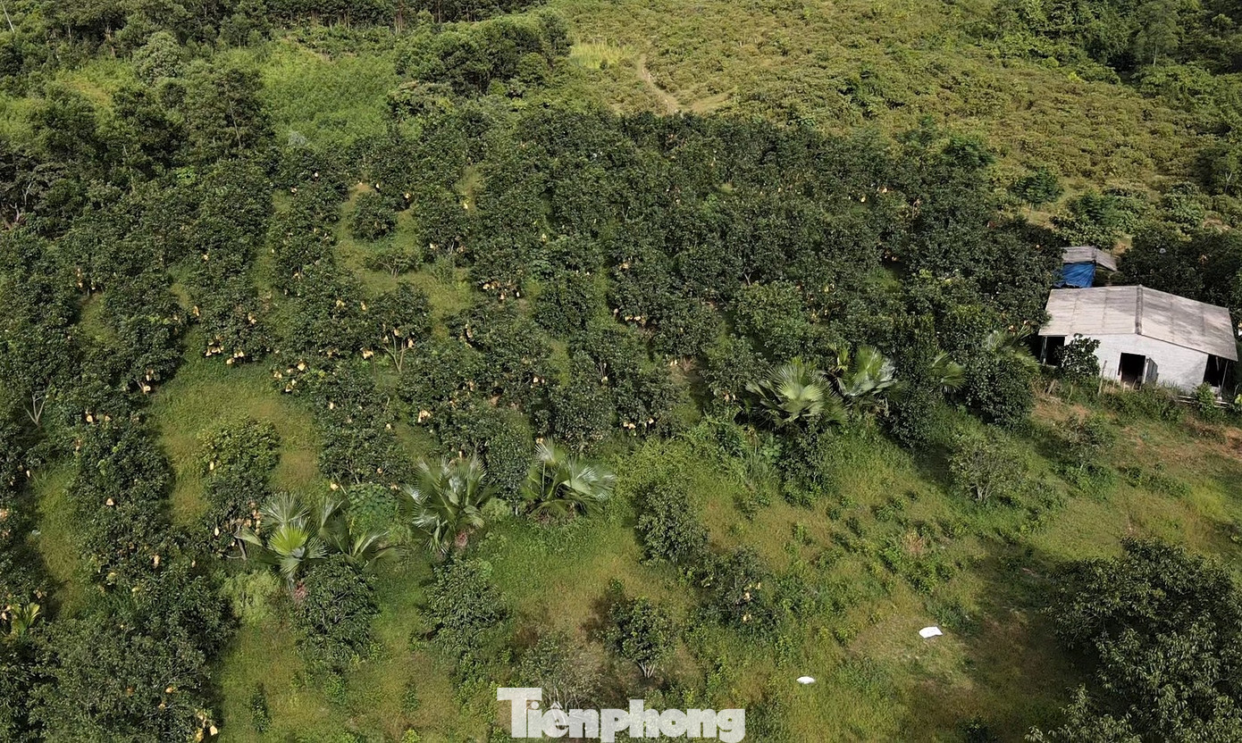 Người dân địa phương chủ yếu sống bằng cây ăn quả, vườn đồi, chăn nuôi và bày tỏ dự án nếu triển khai sẽ ảnh hưởng lớn đến cuộc sống. Người dân địa phương chủ yếu sống bằng cây ăn quả, vườn đồi, chăn nuôi và bày tỏ dự án nếu triển khai sẽ ảnh hưởng lớn đến cuộc sống.