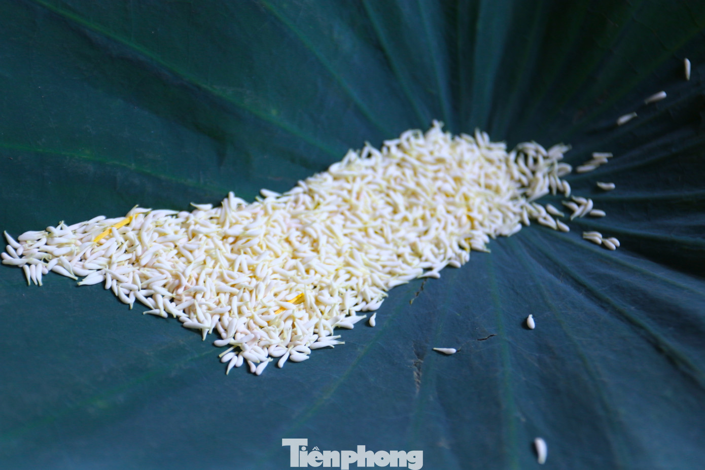 "Thứ đặc biệt nhất và thơm nhất không phải là cánh hoa mà là hạt gạo trên nhụy sen. Đây chính là túi tinh dầu. Chúng tôi sẽ tách hạt gạo này ra và ướp với loại trà Shan Tuyết ngon để cho ra loại trà đặc biệt. Để có 1kg trà này phải cần đến 1.600-1.800 bông hoa sen mới có đủ hạt gạo để ướp", anh Tiến cho hay.