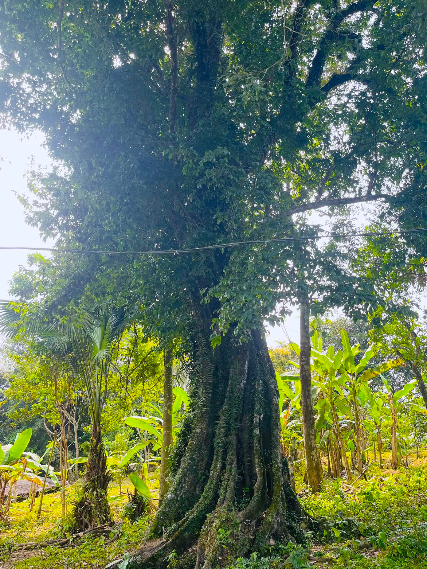 Sau khi đánh đuổi giặc Minh, Lê Lợi lên ngôi vua, Nguyễn Tuấn Thiện được phong là khai quốc công thần.