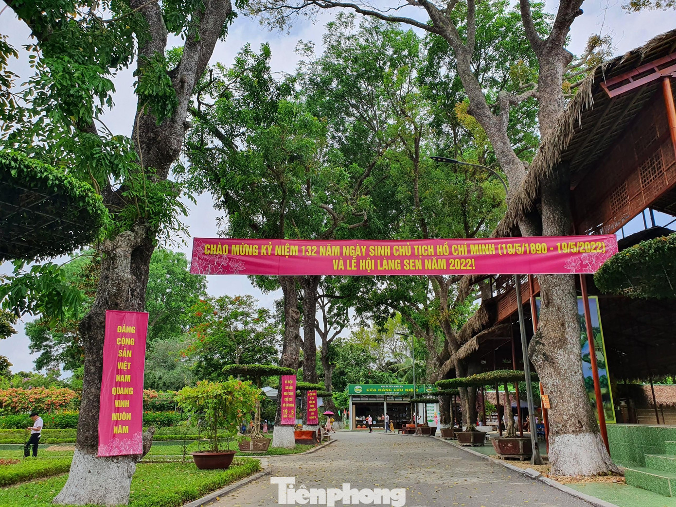 Ngoài tuyến đường chính, trên địa bàn xã Kim Liên còn nhiều hàng cây xà cừ cổ thụ khác có tuổi đời trên 50 năm. Ngoài ra, bên trong Khu di tích Quốc gia đặc biệt Kim Liên cũng có rất nhiều cây xà cừ cổ thụ.