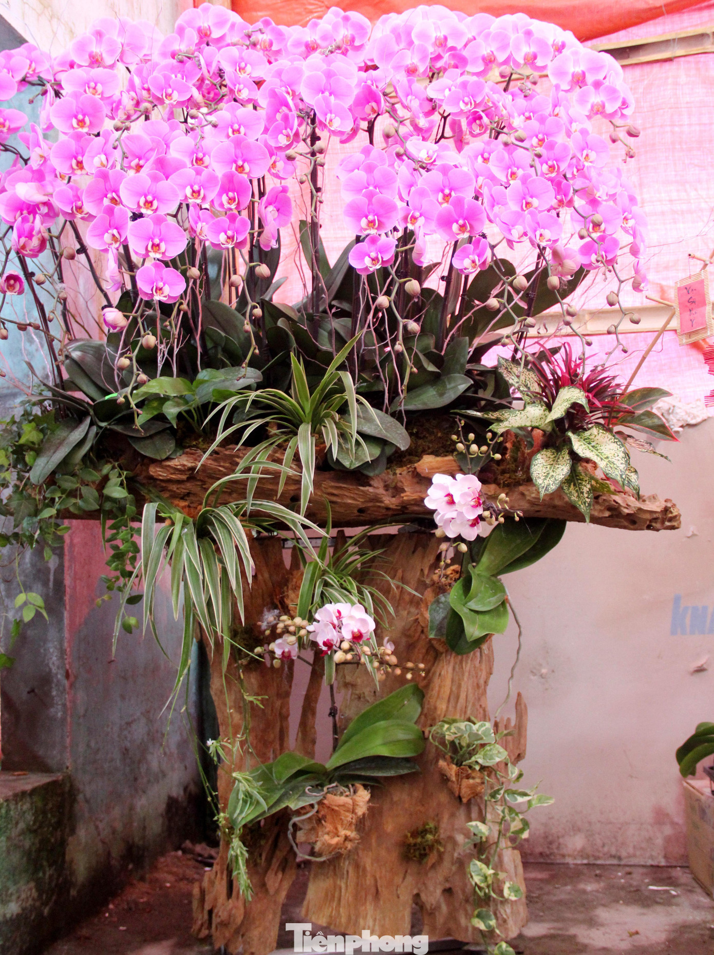 Ngoài trồng trong chậu, lan ở đây còn được ghép trên gỗ lũa, tạo nên nhiều kiểu dáng độc lạ, bắt mắt. Do mỗi chậu lan có một cách sáng tạo riêng biệt, với hàng trăm giò lan rực rỡ đủ màu sắc nên giá cả cũng khác nhau từ 10-70 triệu đồng.